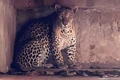 Police inspect HCM City facility keeping tigers and leopards