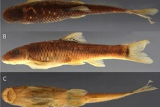 Vietnamese fish and bee named among 70 new species identified in 2025