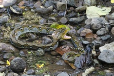 Rare Red Book python spotted on Danang street