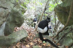 37 rare Delacour’s langurs discovered in northern Vietnam