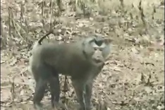 Wild monkey attacks residents in Son La, three injured