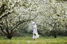 Plum blossoms blanket Moc Chau, drawing visitors