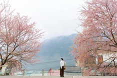 Cherry blossoms turn Ha Giang into a Japan-like winter escape