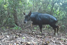 Rare endangered serow spotted in northern Vietnam forest