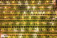 Danang farmers nurture flowers for Tet market