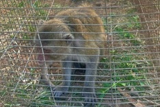 Lam Dong residents hand over long-tailed macaques to police