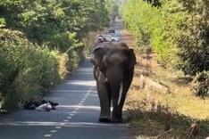 Man abandons motorbike after encountering elephant in Dong Nai
