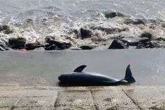 Whale carcass washes ashore in Quang Tri