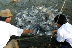 Vietnam, US launch USD 15.2 million tilapia development project
