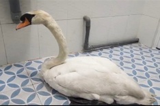 Stolen white swan rescued and returned to HCM City zoo