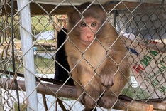 Phu Tho resident hands over rhesus macaque for release