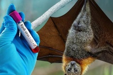 Vietnam orders urgent measures to prevent Nipah virus outbreak
