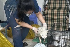 HCM City police seek owners of 32 pets rescued from dog and cat theft ring