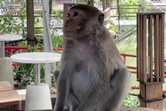 Wild monkeys attack residents in Vung Tau Ward