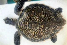 Rare hawksbill turtle entangled in fishing net, released off Danang