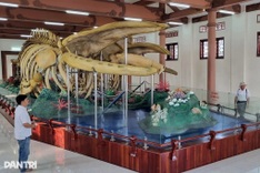 Two 300 year old whale skeletons on Ly Son Island damaged