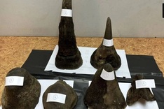 Rhino horn found in Vietnamese passenger’s luggage at Thai airport