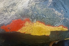 Crowds gather in Danang to see ‘blooming rocks’