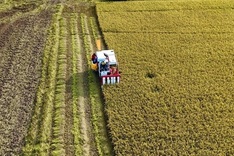 Promoting high-quality rice exports amid mounting challenges