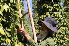 Vietnam pepper exports set for gains despite tighter supply