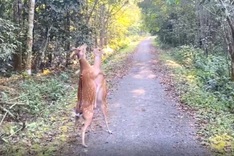 Playful deer video from Cuc Phuong forest goes viral