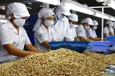 Vietnam cashew sector strained by import dependence