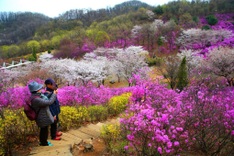 Vietnamese tourists flock to South Korea for cherry blossoms