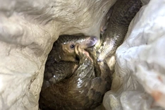 Two pangolins found on expressway in Quang Tri