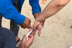 Stingray injuries prompt warnings at Vung Tau beaches