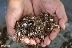 Gia Lai residents earn extra income hunting weaver ants