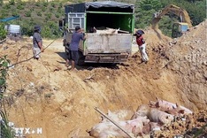 Lam Dong culls more than 9,500 pigs infected with African swine fever