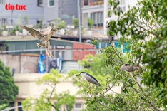 Flocks of herons and egrets spotted around Hoan Kiem Lake
