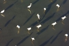Quang Ngai bird flock identified as Asian openbills, not rare cranes