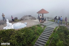 Danang plans tea-tasting tours atop Ban Co Peak