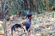 Rare pheasants spotted in Chu Mom Ray National Park