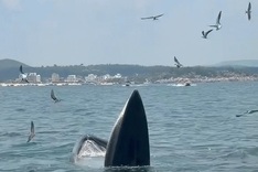 Pair of whales spotted feeding off Dak Lak coast