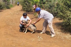 Vietnam records 30 rabies deaths this year amid rising concerns