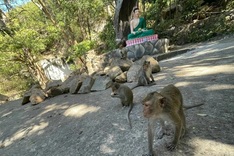 Dak Lak steps up controls after monkey attacks