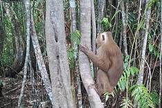 Endangered macaque released into U Minh Ha National Park