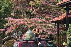 Pink cassia blossoms attract visitors to Gia Lai