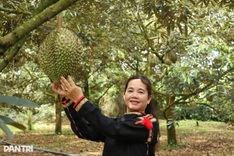 Dak Lak to host giant durian festival with record attempts