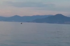Whale spotted near Hon Mun in Nha Trang Bay