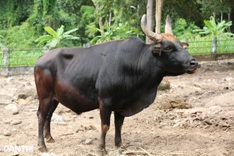 Two gaurs found dead in Dong Nai forest