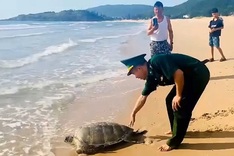 Ha Tinh fisherman hands over 40-kg sea turtle for release