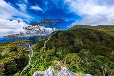 Gia Lai approves USD 20.6m plan for Kon Ka Kinh National Park