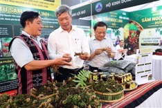 Danang to host first international Ngoc Linh ginseng festival