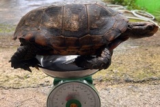 Lam Dong resident hands over rare elongated tortoise