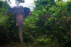 Danang opens eco-tour route to elephant reserve