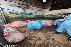 Dong Nai finds banned salbutamol at seven pig-fattening farms