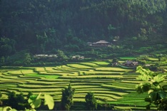 Tu Le to host month-long paragliding festival over golden rice fields